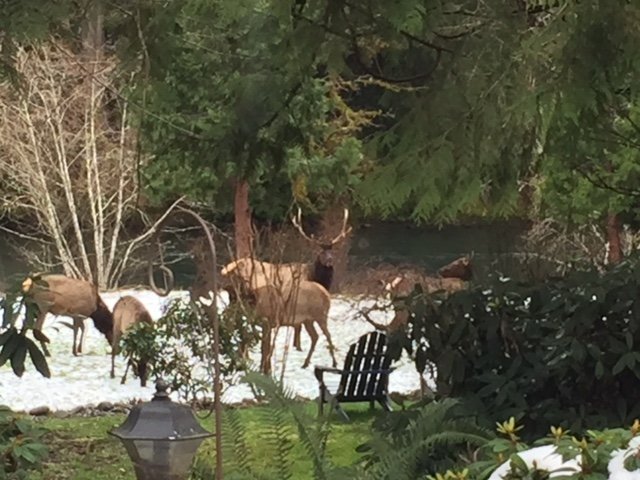 A few brown Elk standing in the white snow with large green trees behind them.