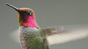 An Anna's hummerbird in flight, with wings blurring, bright pink and dull green and gray plumage. 