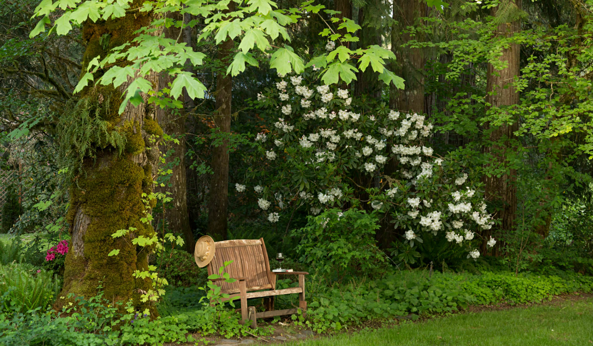 Deeply wooded background with white flowers and small wooden bench